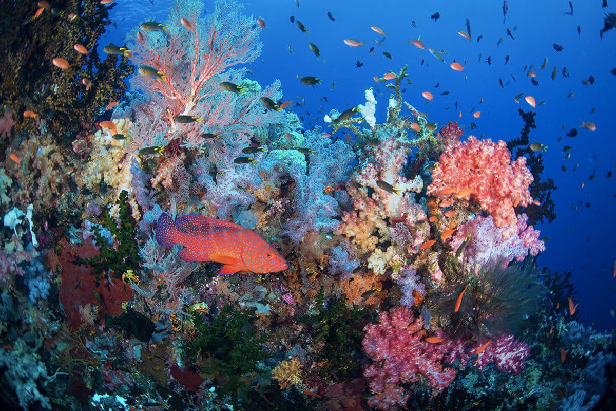 Raja Ampat